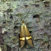 Auksadryžė ilgaūsė makštinė kandis - Nemophora degeerella | Fotografijos autorius : Romas Ferenca | © Macronature.eu | Macro photography web site