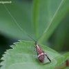 Yellow-barred Long-horn - Nemophora degeerella | Fotografijos autorius : Žilvinas Pūtys | © Macronature.eu | Macro photography web site