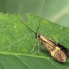 Yellow-barred Long-horn - Nemophora degeerella | Fotografijos autorius : Gintautas Steiblys | © Macronature.eu | Macro photography web site