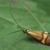 Yellow-barred Long-horn - Nemophora degeerella | Fotografijos autorius : Gintautas Steiblys | © Macronature.eu | Macro photography web site