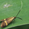 Yellow-barred Long-horn - Nemophora degeerella | Fotografijos autorius : Gintautas Steiblys | © Macronature.eu | Macro photography web site