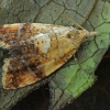 Yellow-spot tortrix - Pseudargyrotoza conwagana | Fotografijos autorius : Gintautas Steiblys | © Macronature.eu | Macro photography web site