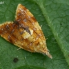 Yellow-spot tortrix - Pseudargyrotoza conwagana | Fotografijos autorius : Gintautas Steiblys | © Macronature.eu | Macro photography web site