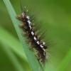 Yellow-tail - Sphrageidus similis, caterpillar | Fotografijos autorius : Vidas Brazauskas | © Macronature.eu | Macro photography web site