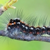 Yellow-tail - Sphrageidus similis, caterpillar | Fotografijos autorius : Gintautas Steiblys | © Macronature.eu | Macro photography web site