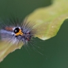 Yellow-tail - Sphrageidus similis, caterpillar | Fotografijos autorius : Zita Gasiūnaitė | © Macronature.eu | Macro photography web site