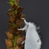 Geltonuodegis verpikas - Sphrageidus similis | Fotografijos autorius : Arūnas Eismantas | © Macronature.eu | Macro photography web site