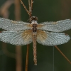 Geltonsparnė skėtė - Sympetrum flaveolum ♀ | Fotografijos autorius : Žilvinas Pūtys | © Macronature.eu | Macro photography web site