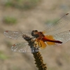 Geltonsparnė skėtė - Sympetrum flaveolum ♂ | Fotografijos autorius : Gintautas Steiblys | © Macronature.eu | Macro photography web site