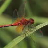 Geltonsparnė skėtė - Sympetrum flaveolum ♂ | Fotografijos autorius : Gintautas Steiblys | © Macronature.eu | Macro photography web site