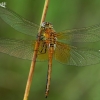 Yellow-winged Darter - Sympetrum flaveolum  | Fotografijos autorius : Gintautas Steiblys | © Macronature.eu | Macro photography web site