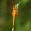 Geltonsparnė skėtė - Sympetrum flaveolum | Fotografijos autorius : Ramunė Vakarė | © Macronature.eu | Macro photography web site