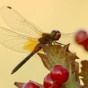 Yellow-winged Darter - Sympetrum flaveolum | Fotografijos autorius : Vidas Brazauskas | © Macronature.eu | Macro photography web site