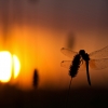 Geltonsparnė skėtė - Sympetrum flaveolum | Fotografijos autorius : Zita Gasiūnaitė | © Macronature.eu | Macro photography web site