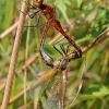 Yellow-winged Darter - Sympetrum flaveolum | Fotografijos autorius : Ramunė Činčikienė | © Macronature.eu | Macro photography web site