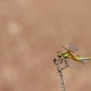 Geltonsparnė skėtė - Sympetrum flaveolum | Fotografijos autorius : Zita Gasiūnaitė | © Macronature.eu | Macro photography web site