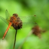 Geltonsparnė skėtė - Sympetrum flaveolum | Fotografijos autorius : Vidas Brazauskas | © Macronature.eu | Macro photography web site