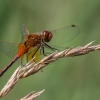 Yellow-winged Darter - Sympetrum flaveolum | Fotografijos autorius : Dalia Račkauskaitė | © Macronature.eu | Macro photography web site