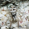 Zebra jumping spider - Salticus scenicus | Fotografijos autorius : Vidas Brazauskas | © Macrogamta.lt | Šis tinklapis priklauso bendruomenei kuri domisi makro fotografija ir fotografuoja gyvąjį makro pasaulį.