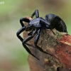 Juodvoris - Zelotes sp.  | Fotografijos autorius : Gintautas Steiblys | © Macrogamta.lt | Šis tinklapis priklauso bendruomenei kuri domisi makro fotografija ir fotografuoja gyvąjį makro pasaulį.