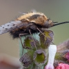 Zvimbeklė - Bombylius discolor ♀ | Fotografijos autorius : Žilvinas Pūtys | © Macrogamta.lt | Šis tinklapis priklauso bendruomenei kuri domisi makro fotografija ir fotografuoja gyvąjį makro pasaulį.