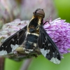 Zvimbeklė - Hemipenthes maura | Fotografijos autorius : Žilvinas Pūtys | © Macrogamta.lt | Šis tinklapis priklauso bendruomenei kuri domisi makro fotografija ir fotografuoja gyvąjį makro pasaulį.