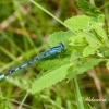 Mėlynoji strėliukė (Enallagma cyathigerum) | Fotografijos autorius : Aleksandras Naryškin | © Macrogamta.lt | Šis tinklapis priklauso bendruomenei kuri domisi makro fotografija ir fotografuoja gyvąjį makro pasaulį.