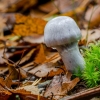 Ožiakvapis nuosėdis - Cortinarius cf. traganus | Fotografijos autorius : Darius Baužys | © Macrogamta.lt | Šis tinklapis priklauso bendruomenei kuri domisi makro fotografija ir fotografuoja gyvąjį makro pasaulį.
