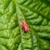 Aksominė erkė - Trombidiidae | Fotografijos autorius : Irenėjas Urbonavičius | © Macrogamta.lt | Šis tinklapis priklauso bendruomenei kuri domisi makro fotografija ir fotografuoja gyvąjį makro pasaulį.