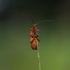 Skėtinis minkštavabalis - Rhagonycha fulva | Fotografijos autorius : Irenėjas Urbonavičius | © Macrogamta.lt | Šis tinklapis priklauso bendruomenei kuri domisi makro fotografija ir fotografuoja gyvąjį makro pasaulį.