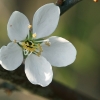 Vyšninė slyva - Prunus cerasifera | Fotografijos autorius : Gintautas Steiblys | © Macrogamta.lt | Šis tinklapis priklauso bendruomenei kuri domisi makro fotografija ir fotografuoja gyvąjį makro pasaulį.