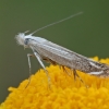 Bitkrėslinis izofriktis - Isophrictis striatella | Fotografijos autorius : Gintautas Steiblys | © Macrogamta.lt | Šis tinklapis priklauso bendruomenei kuri domisi makro fotografija ir fotografuoja gyvąjį makro pasaulį.