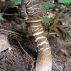 Skėtinė žvynabudė - Macrolepiota procera | Fotografijos autorius : Romas Ferenca | © Macrogamta.lt | Šis tinklapis priklauso bendruomenei kuri domisi makro fotografija ir fotografuoja gyvąjį makro pasaulį.