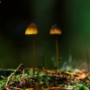 Auksakraštė šalmabudė - Mycena aurantiomarginata | Fotografijos autorius : Irenėjas Urbonavičius | © Macrogamta.lt | Šis tinklapis priklauso bendruomenei kuri domisi makro fotografija ir fotografuoja gyvąjį makro pasaulį.