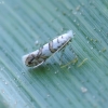 Keršoji kandelė - Phyllonorycter acerifoliella | Fotografijos autorius : Romas Ferenca | © Macrogamta.lt | Šis tinklapis priklauso bendruomenei kuri domisi makro fotografija ir fotografuoja gyvąjį makro pasaulį.