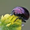 Įvairiaspalvis puošnys - Chrysolina varians | Fotografijos autorius : Agnė Našlėnienė | © Macrogamta.lt | Šis tinklapis priklauso bendruomenei kuri domisi makro fotografija ir fotografuoja gyvąjį makro pasaulį.