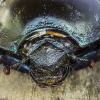 portrait of Woodland Dor Beetle (Anoplotrupes stercorosus) | Fotografijos autorius : Giedrius Markevičius | © Macronature.eu | Macro photography web site