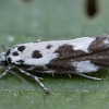 Juodmargė etmija - Ethmia quadrillella | Fotografijos autorius : Žilvinas Pūtys | © Macrogamta.lt | Šis tinklapis priklauso bendruomenei kuri domisi makro fotografija ir fotografuoja gyvąjį makro pasaulį.