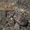 Lapinukas - Polydrusus pilosus | Fotografijos autorius : Vytautas Gluoksnis | © Macrogamta.lt | Šis tinklapis priklauso bendruomenei kuri domisi makro fotografija ir fotografuoja gyvąjį makro pasaulį.