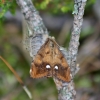 Sodinis šepetinukas - Orgyia antiqua | Fotografijos autorius : Vytautas Gluoksnis | © Macrogamta.lt | Šis tinklapis priklauso bendruomenei kuri domisi makro fotografija ir fotografuoja gyvąjį makro pasaulį.