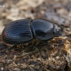 Afodijus - Otophorus haemorrhoidalis  | Fotografijos autorius : Gintautas Steiblys | © Macrogamta.lt | Šis tinklapis priklauso bendruomenei kuri domisi makro fotografija ir fotografuoja gyvąjį makro pasaulį.