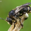 Bitė - Macropis europaea | Fotografijos autorius : Gintautas Steiblys | © Macrogamta.lt | Šis tinklapis priklauso bendruomenei kuri domisi makro fotografija ir fotografuoja gyvąjį makro pasaulį.