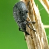 Apionas - Omphalapion hookerorum  | Fotografijos autorius : Gintautas Steiblys | © Macrogamta.lt | Šis tinklapis priklauso bendruomenei kuri domisi makro fotografija ir fotografuoja gyvąjį makro pasaulį.