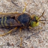 Ilgažandis bembiksas - Bembix rostrata | Fotografijos autorius : Gintautas Steiblys | © Macrogamta.lt | Šis tinklapis priklauso bendruomenei kuri domisi makro fotografija ir fotografuoja gyvąjį makro pasaulį.