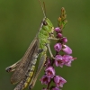 Pievinis skėriukas - Pseudochorthippus parallelus | Fotografijos autorius : Gintautas Steiblys | © Macrogamta.lt | Šis tinklapis priklauso bendruomenei kuri domisi makro fotografija ir fotografuoja gyvąjį makro pasaulį.