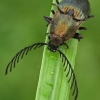 Šukaūsis pievaspragšis - Ctenicera pectinicornis  | Fotografijos autorius : Gintautas Steiblys | © Macrogamta.lt | Šis tinklapis priklauso bendruomenei kuri domisi makro fotografija ir fotografuoja gyvąjį makro pasaulį.