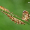 Šimtakojis dviporiakojis - Diplopoda sp.  | Fotografijos autorius : Gintautas Steiblys | © Macrogamta.lt | Šis tinklapis priklauso bendruomenei kuri domisi makro fotografija ir fotografuoja gyvąjį makro pasaulį.