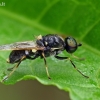 Plokščiamusė - Oxycera leonina | Fotografijos autorius : Gintautas Steiblys | © Macrogamta.lt | Šis tinklapis priklauso bendruomenei kuri domisi makro fotografija ir fotografuoja gyvąjį makro pasaulį.