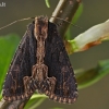 Tamsiasparnis pelėdgalvis - Dypterygia scabriuscula | Fotografijos autorius : Gintautas Steiblys | © Macrogamta.lt | Šis tinklapis priklauso bendruomenei kuri domisi makro fotografija ir fotografuoja gyvąjį makro pasaulį.