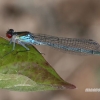 Raudonakė strėliukė - Erythromma najas  | Fotografijos autorius : Gintautas Steiblys | © Macrogamta.lt | Šis tinklapis priklauso bendruomenei kuri domisi makro fotografija ir fotografuoja gyvąjį makro pasaulį.